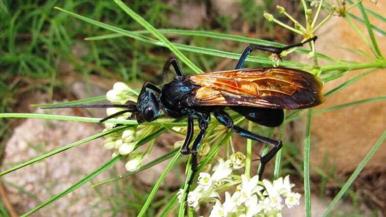 Road wasp in Thailand