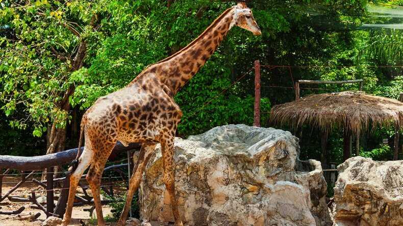 Dusit Zoo in Bangkok