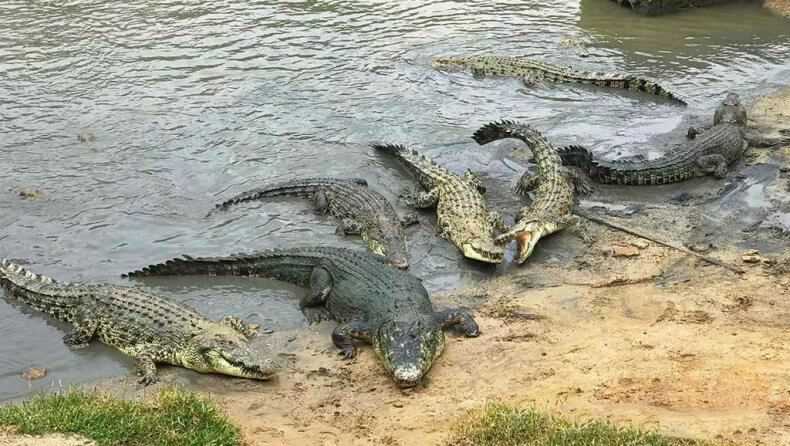 Crocodiles in Thailand