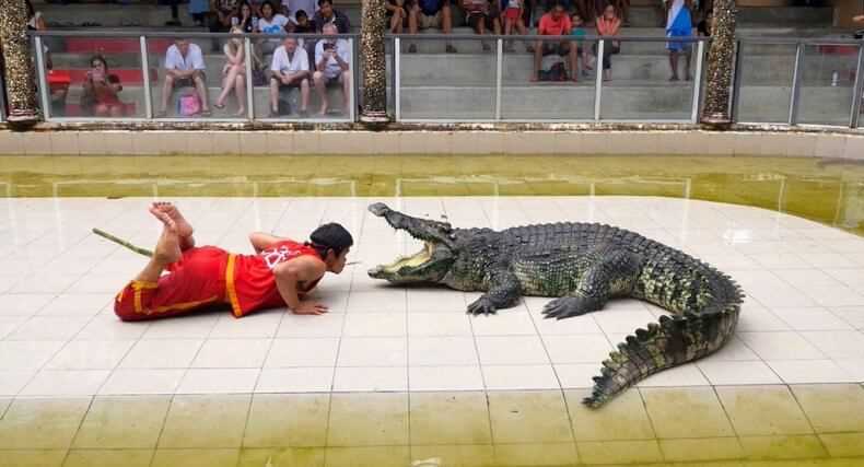 Crocodile show in Thailand